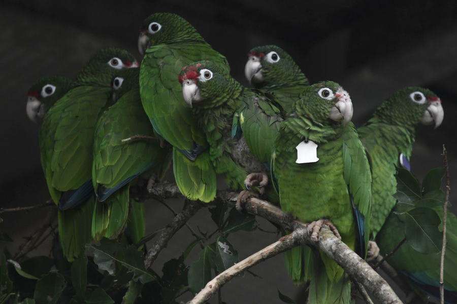 In this Nov. 6, 2018 photo, Puerto Rican parrots huddle in a flight cage at the Iguaca Aviary in El Yunque, Puerto Rico, where the U.S. Fish & Wildlife Service runs a parrot recovery program in collaboration with the Forest Service and the Department of Natural and Environmental Resources.