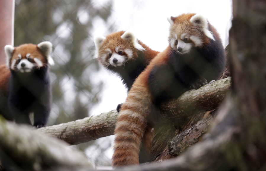Twin red panda cubs Zeya, right, and her sister Ila, center, look out from a perch in their temporary outdoor enclosure with mom Hazel during a media preview of the animals at the Woodland Park Zoo Wednesday, Nov. 14, 2018, in Seattle.