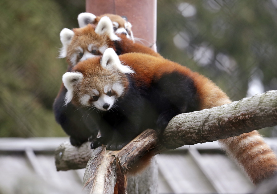 Twin red panda cubs Zeya, front, and her sister Ila, center, look out from a perch in their temporary outdoor enclosure with mom Hazel during a media preview of the animals Nov. 14 at the Woodland Park Zoo in Seattle.