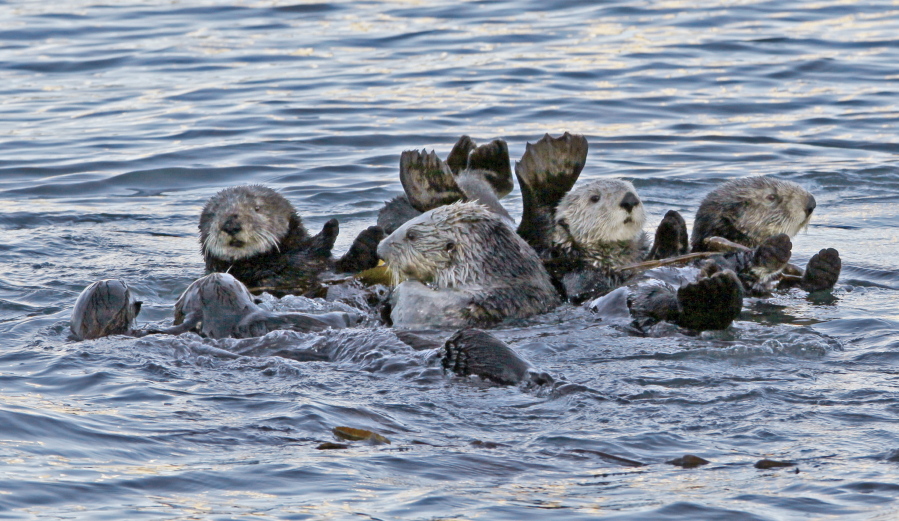 A group of sea otters gather in Morro Bay, Calif. It’s been more than a century since sea otters were hunted to near extinction along the U.S. West Coast. The cute animals were successfully reintroduced along the Washington, British Columbia and California coasts, but an attempt to bring them back to Oregon in the early 1970s failed. Now a new nonprofit has formed to try again.