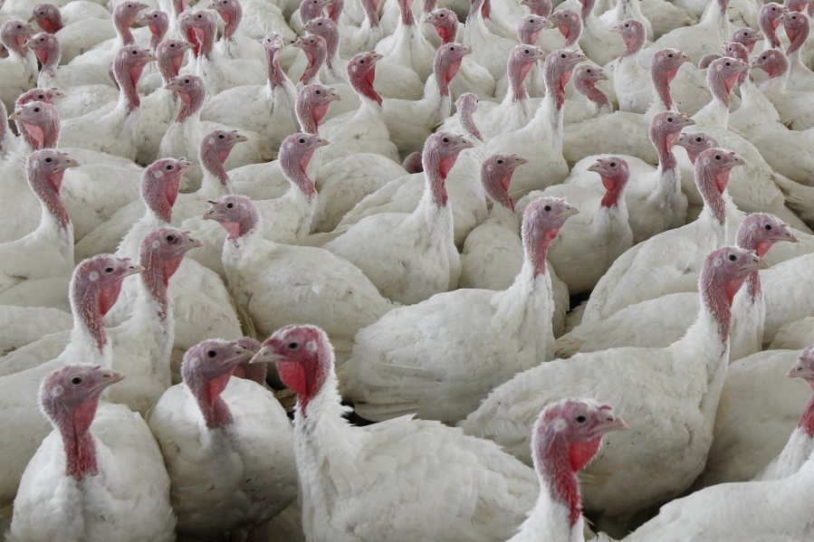 FILE - This Wednesday, April 11, 2012 file photo shows turkeys at a farm in Lebanon, Pa. To kill the possibility of salmonella, cook birds to an internal temperature of at least 165 degrees.