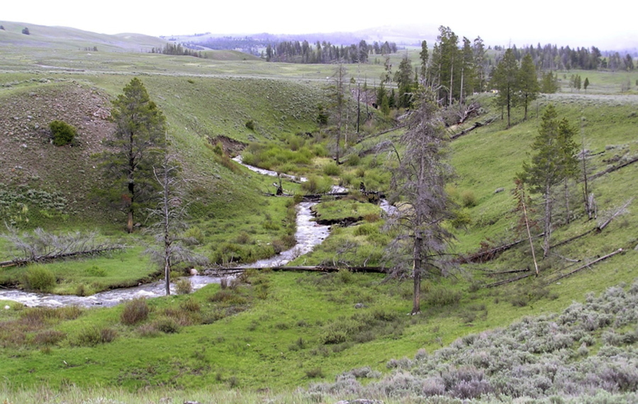 This 2015 photo provided by Oregon State University shows a stretch of Blacktail Deer Creek in Yellowstone National Park, Wyo. In the first study of its kind, research by Oregon State University scientists shows that the return of large terrestrial carnivores can lead to improved stream structure and function.