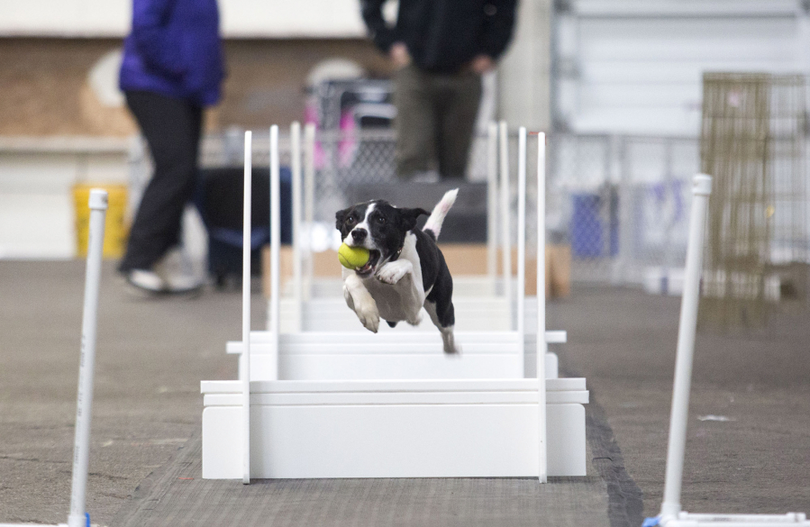 Jade, a border collie, jumps with a ball at the flyball demonstration held Sunday at the Greater Clark County Kennel Club’s performance weekend dog show at the Clark County Event Center at the Fairgrounds.