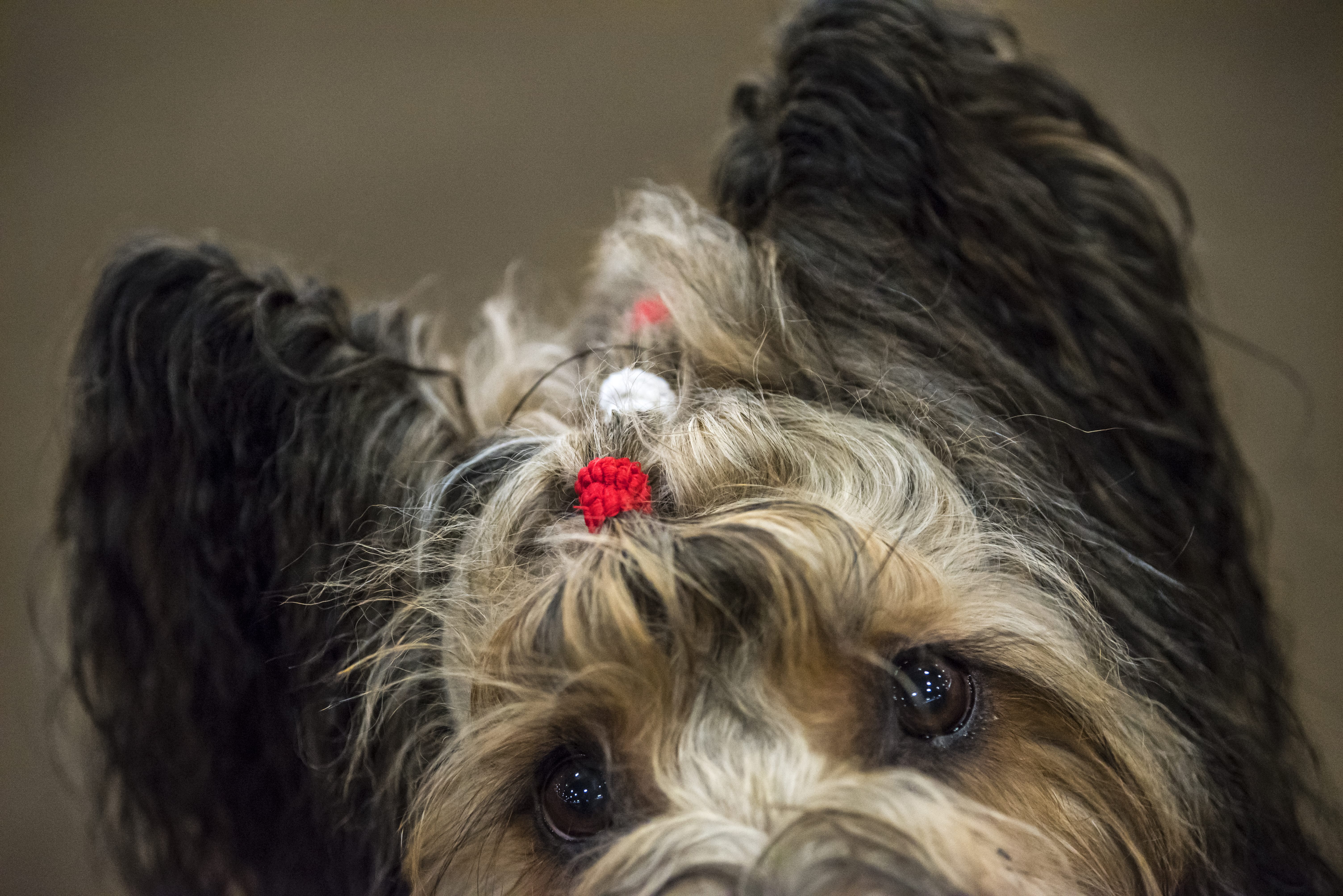 Boston Terrier Club of Western Washington AKC Agility Trial photo gallery