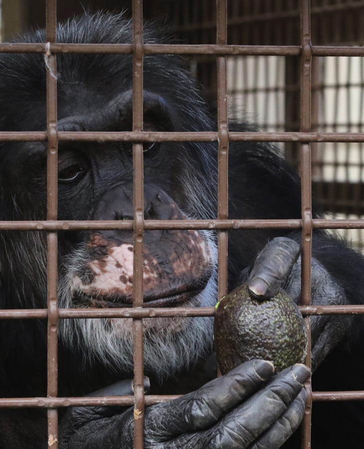 Burrito considers an afternoon snack of an avocado before consuming it at Chimpanzee Sanctuary Northwest. He was born in a laboratory in 1983 and is the youngest of the chimps, and the only male among the seven, at the sanctuary. He had a vasectomy to prevent breeding.