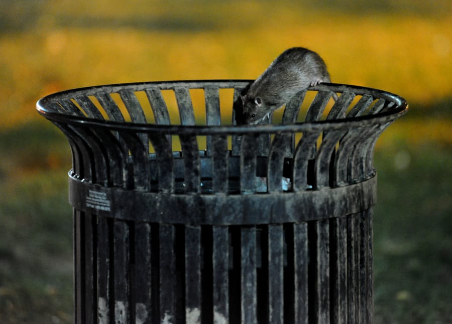 A rat ventures into a trash can in downtown Washington. Michael S.