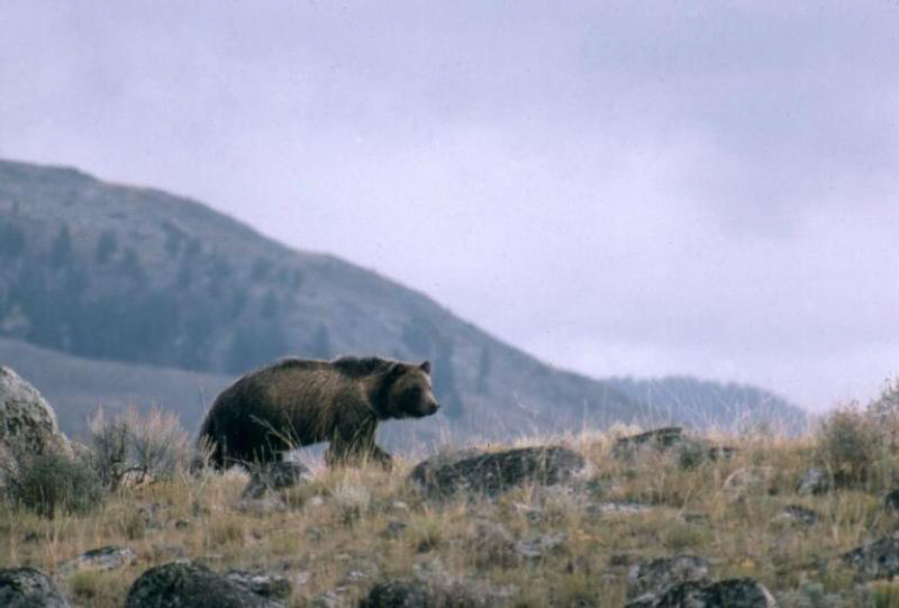 This undated photo shows a grizzly bear walking along a ridge in Montana.