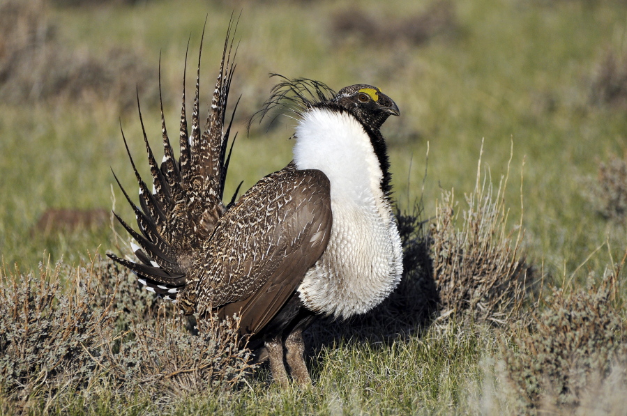 A bistate sage grouse.