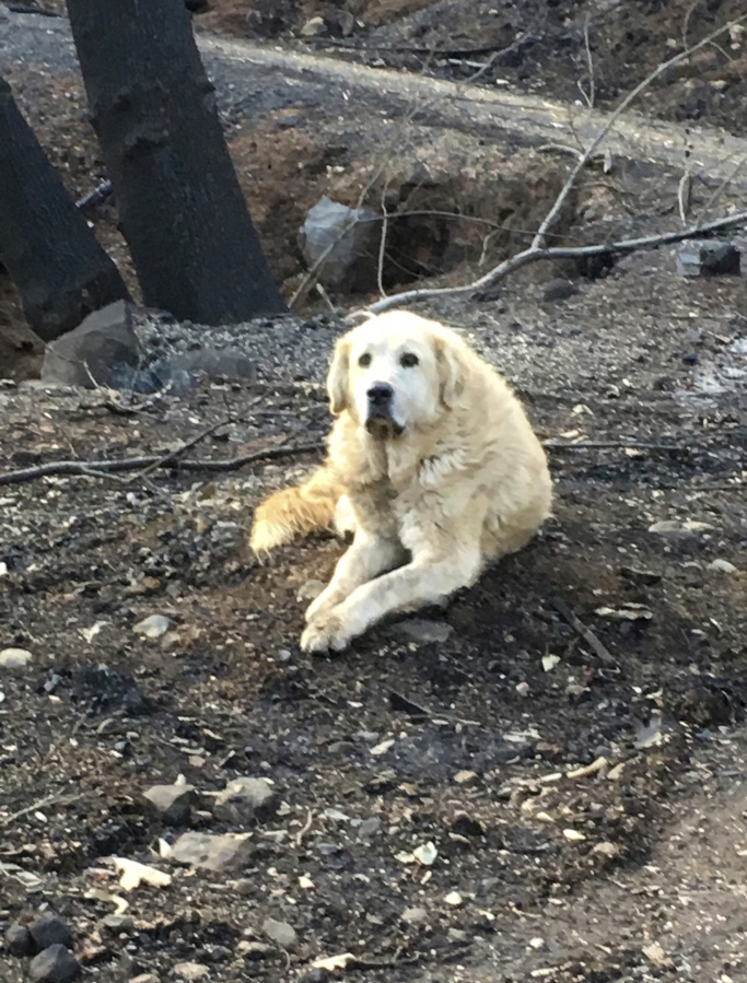 This Friday Dec. 7, 2018 photo provided Shayla Sullivan shows "Madison," the Anatolian shepherd dog that apparently guarded his burned home for nearly a month until his owner returned in Paradise, Calif. Sullivan, an animal rescuer, left food and water for Madison during his wait.