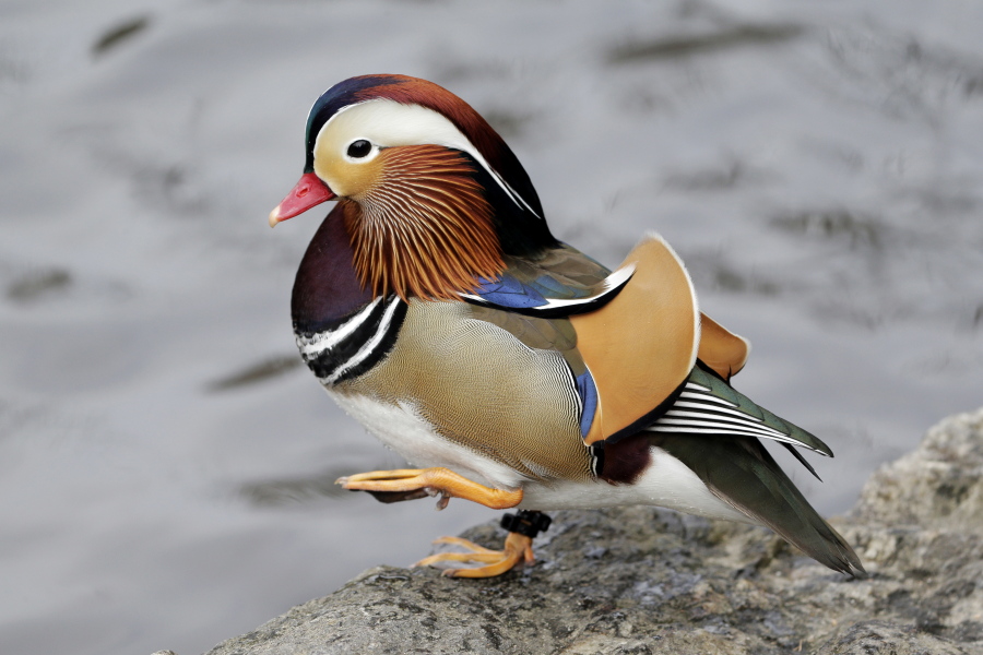 A Mandarin duck walks Wednesday in New York’s Central Park.