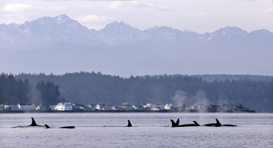 Endangered orcas swim in Puget Sound and in view of the Olympic Mountains just west of Seattle as seen from a federal research vessel that had been tracking the whales Jan. 18, 2014.