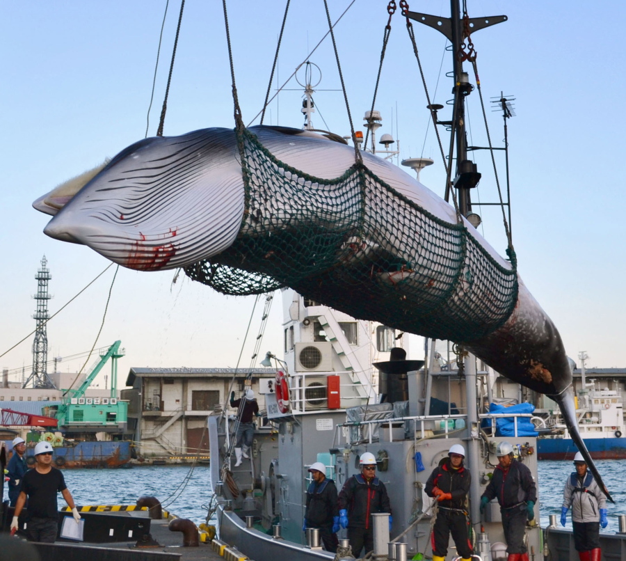 A minke whale is unloaded at a port after a whaling for scientific purposes in Kushiro, in the northernmost main island of Hokkaido. Japan says it is leaving the International Whaling Commission to resume commercial hunts but says it will no longer go to the Antarctic to hunt. Chief Cabinet Secretary Yoshihide Suga said Wednesday, Dec.