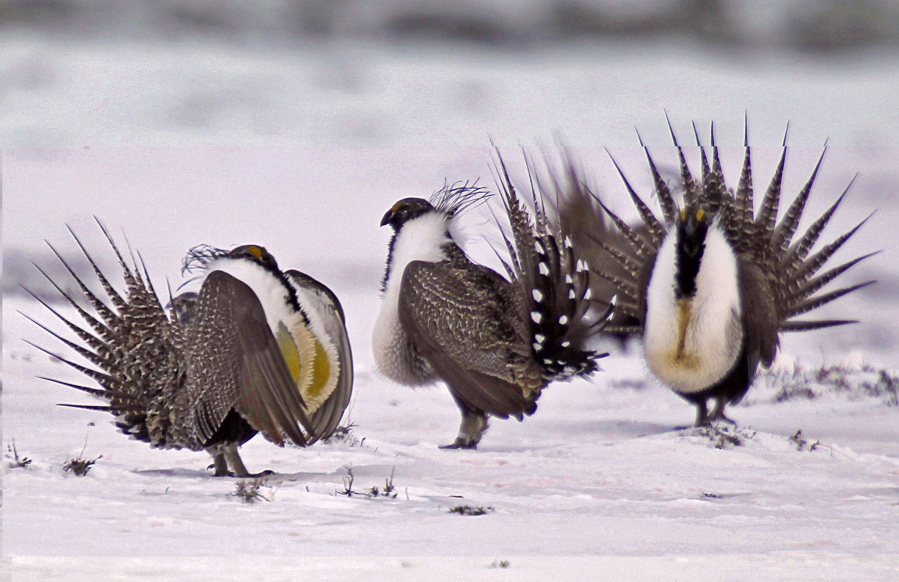 Male greater sage grouse perform mating rituals for a female grouse, not pictured, on a lake outside Walden, Colo.