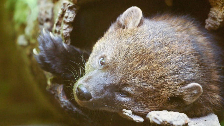 Fishers were once plentiful across the Western United States until fur trappers wiped out their population.