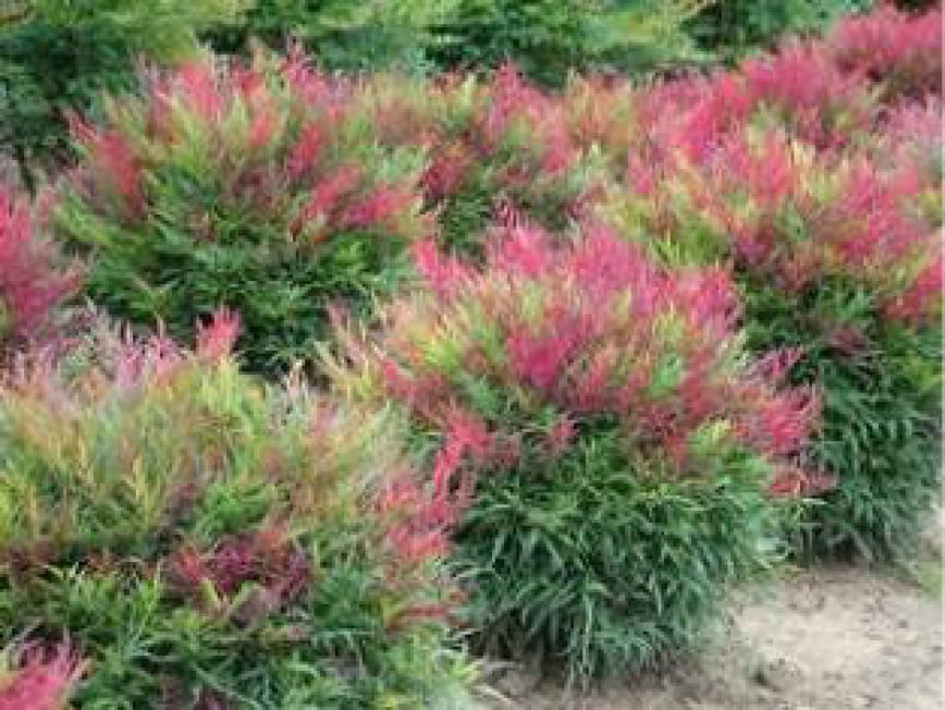 Nandina Burgundy Wine shows winter color and Pieris Cavatine shows early spring bloom.