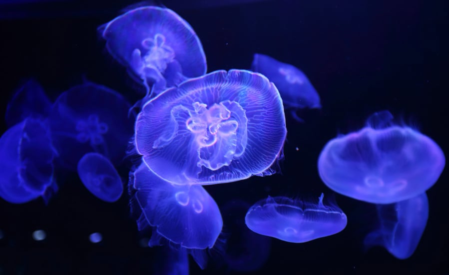 Jellyfish swim in a tank at an aquarium in Tokyo on Aug. 8, 2013.