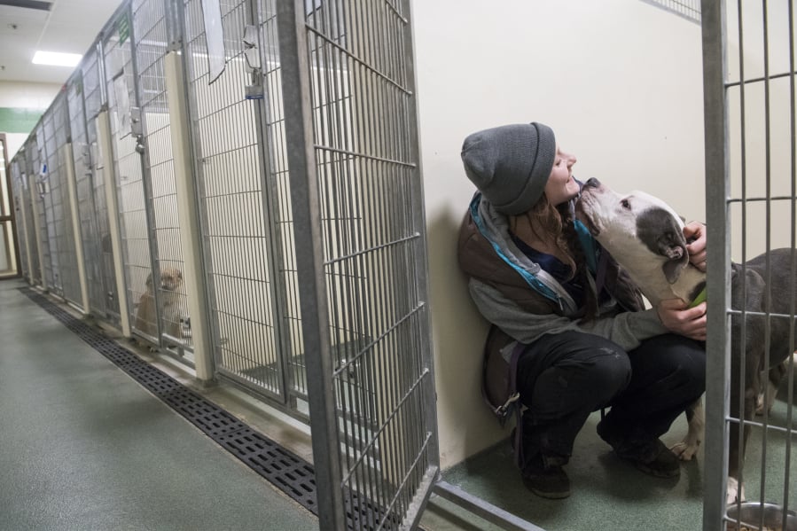 Animal care technician Tiarie West of La Center greets Dasher, a 4-year-old American pit bull, while feeding the animals at the Humane Society for Southwest Washington. The humane society wrapped up a banner year for adoptions in 2018, helping a total of 5,202 animals find homes.