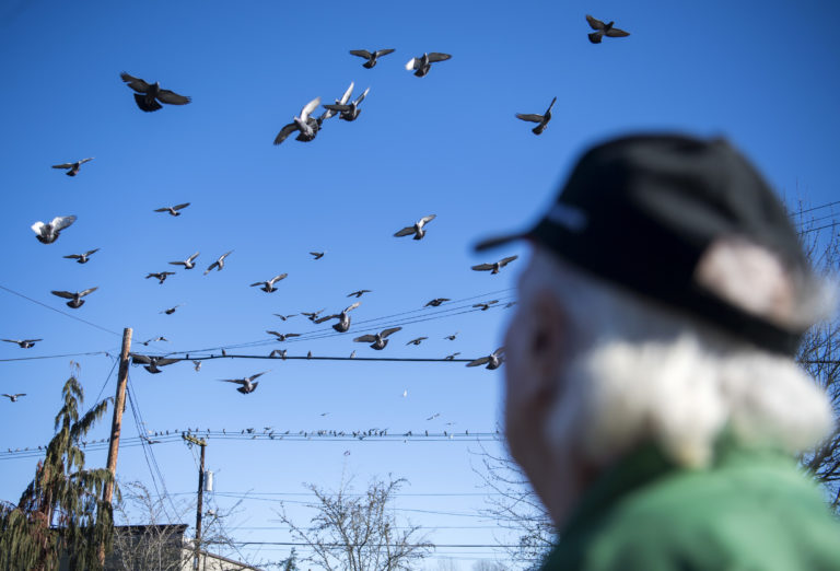 Duke Wager of Vancouver, 96, feeds pigeons outside his home in Vancouver on Monday, Jan. 14, 2019. Wager started raising pigeons with his dad when he was 10 years old, and carried on the hobby for more than sixty years. He even participated in pigeon racing for a time in his later years. Although Wager doesn't raise or race his own pigeons anymore he still feeds the wild ones around his neighborhood. Wager said one of his daughters use to feed the wild birds around his home, but she passed away two years ago. "She said, 'take care of my birds', so I do," he said.