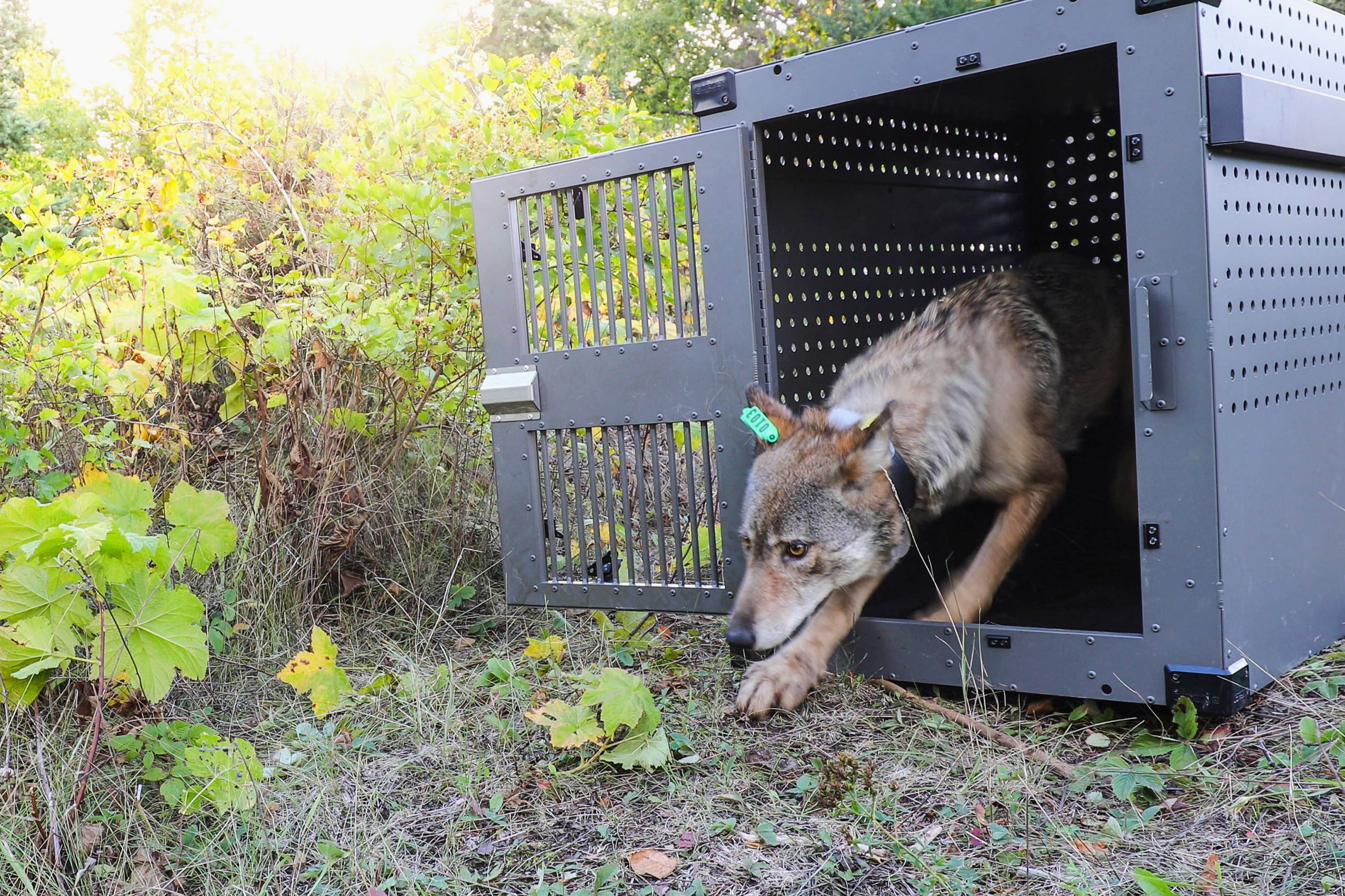 FILE - This Sept. 26, 2018 file photo provided by the National Park Service shows a 4-year-old female gray wolf emerging from her cage at Isle Royale National Park in Michigan.  Environmental research projects on endangered animals and air and water quality are being delayed and disrupted by the monthlong partial federal government shutdown and not just those conducted by government agencies.