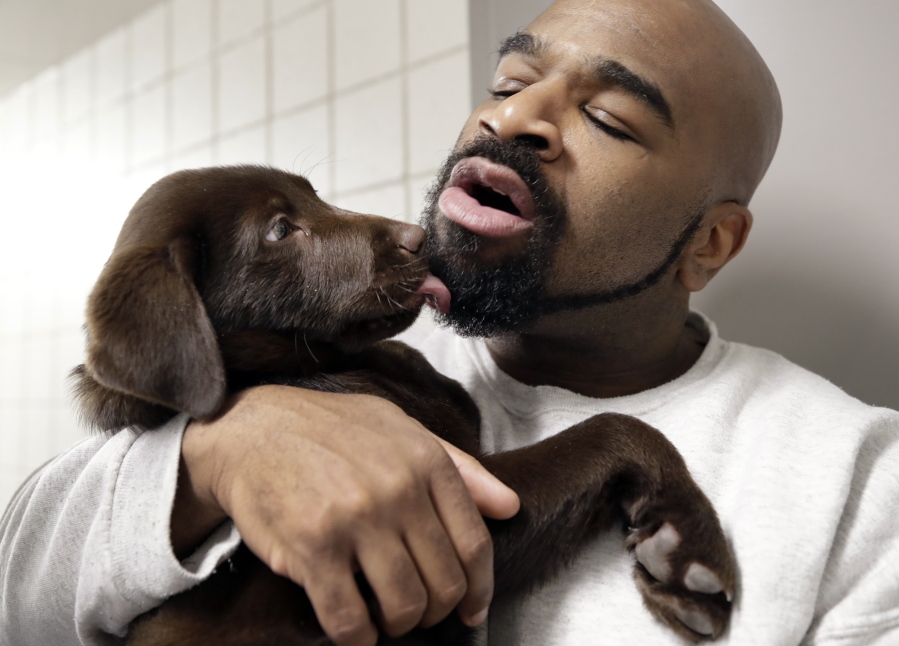 In this Jan. 8, 2019, photo, inmate Jonathan Ladson cuddles with a chocolate lab puppy at Merrimack County Jail in Boscawen, N.H. The New Hampshire jail is the first in the state to partner prisoners with the “Hero Pups” program to foster and train puppies with the goal of placing them with military veterans and first responders in need of support dogs.