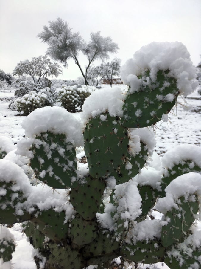 Snow partially covers a cactus Wednesday near Vail, Ariz.