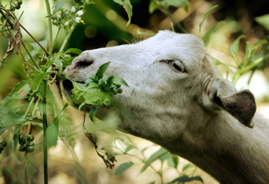 A rented goat chews on low-hanging foliage in the hills above Claremont, Calif., in 2005.