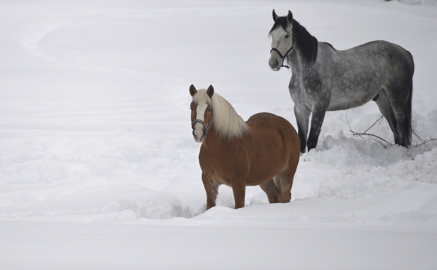 Horses stand in the snow in Garmisch-Partenkirchen, southern Germany, Monday. Jan. 7, 2019, after large parts of southern Germany and Austria were hit by heavy snowfall.