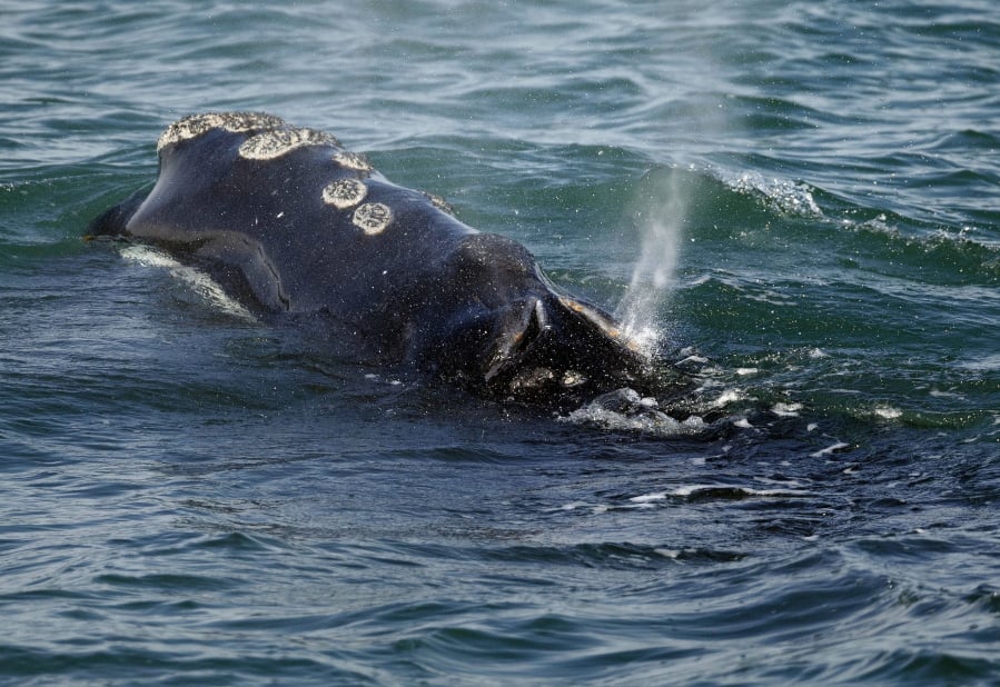 FILE - In this March 28, 2018 file photo, a North Atlantic right whale feeds on the surface of Cape Cod bay off the coast of Plymouth, Mass. Rescuers who respond to distressed whales and other marine animals say the federal government shutdown is making it more difficult to do their work.
