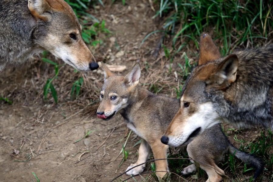 The parents of this 7-week old red wolf pup keep an eye on their offspring in June 2017 at the Museum of Life and Science in Durham, N.C.