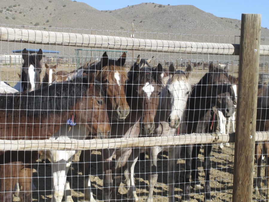 Mustangs are seen in June 2013 at the BLM’s Palomino Valley holding facility about 20 miles north of Reno in Palomino Valley, Nev.