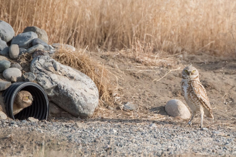 A pair of burrowing owls has claimed one of Johnson’s DIY burrows.