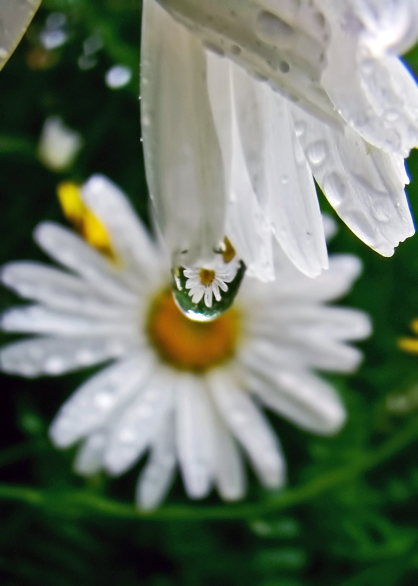 I took this photo in my back yard. A water drop with the daisy reflection in it.