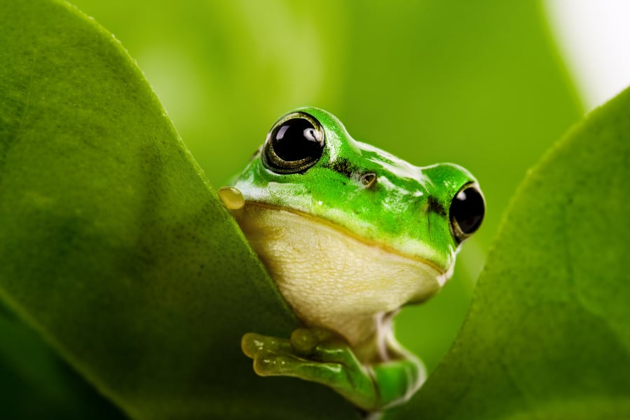 The Odin, a genetic engineering company in Oakland, Calif., uses green tree frogs in a kit it sells, Frog Genetic Engineering Kit — Learn to Genetically Modify Animals.