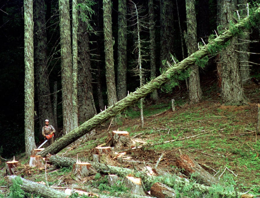 A large fir tree heads to the forest floor after being cut down in the Umpqua National Forest near Oakridge, Ore. A new study finds that after 25 years, the Northwest Forest Plan is still far from achieving its goals.