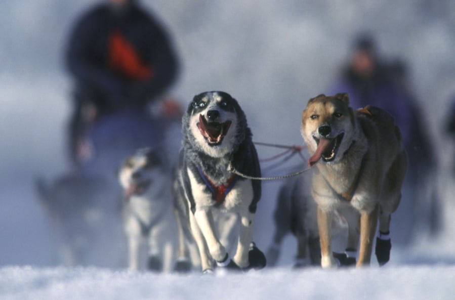 Dogs and sledders take part in the Schlittenhundernnen Yukon Quest in Fairbanks, Whitehorse, Alaska.