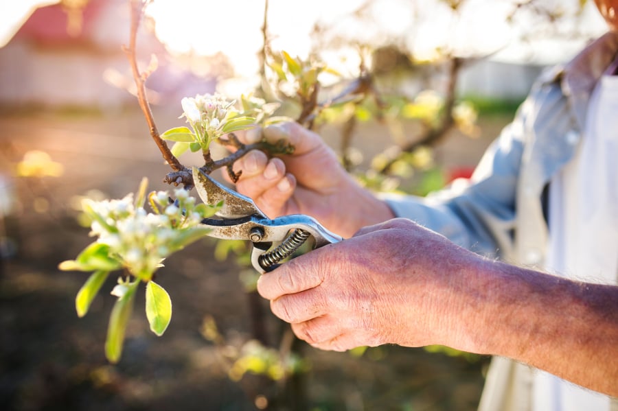 Pruning an apple tree annually helps maintain the best health and fruit production.