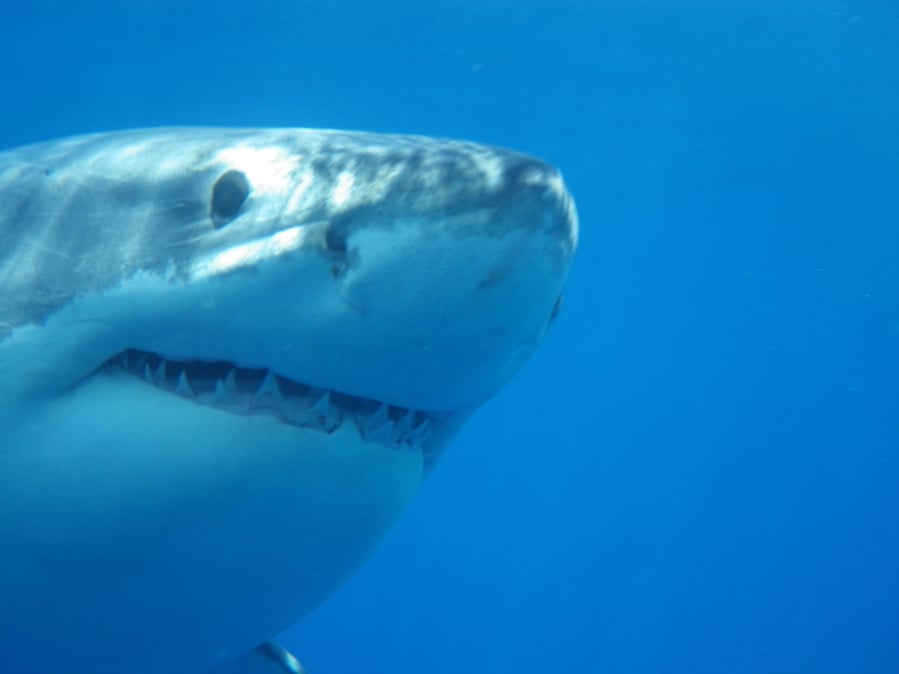 Great white sharks are an important species in the Greater Farallones National Marine Sanctuary.
