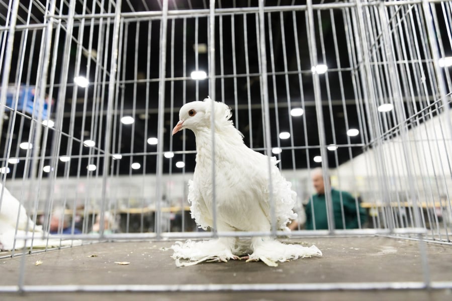A white frillback pigeon at the National Pigeon Association show in Myrtle Beach, S.C.