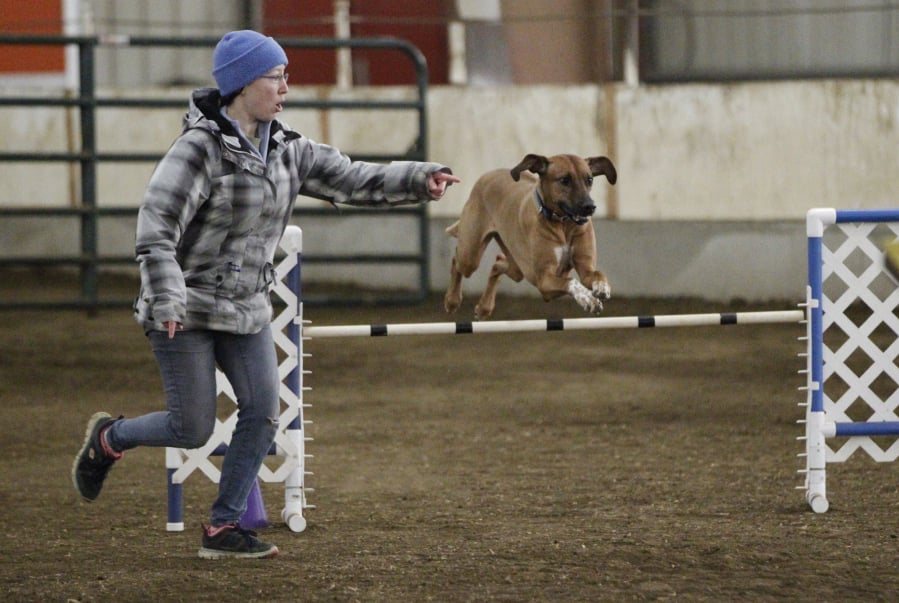 Lauren Beyer and her Rhodesian Ridgeback, Sierra, of Portland compete at the Mt. Hood Doberman dog agility trials at the Clark County Event Center at the Fairgrounds.