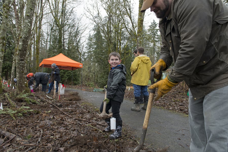 Mike Bach and his son Evan, 6, plant Indian plum trees along a path in Brookhaven Park in Battle Ground. The park is the site of a Lower Columbia Estuary Partnership program to plant thousands of native trees. At top right, McKenzie Miller, an LCEP environmental educator, readies swamp rose for planting.