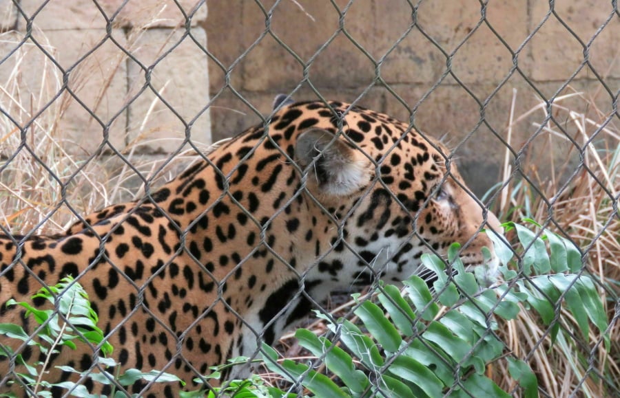 Valerio, a 3-year-old jaguar, explores his revamped and reinforced habitat at the Audubon Zoo in New Orleans on Tuesday, Feb. 5, 2019. Tuesday was the first time Valerio has been out in public view since July 15, when he escaped before zookeepers arrived. The adolescent jaguar killed nine animals before he was tranquilized and recaptured.
