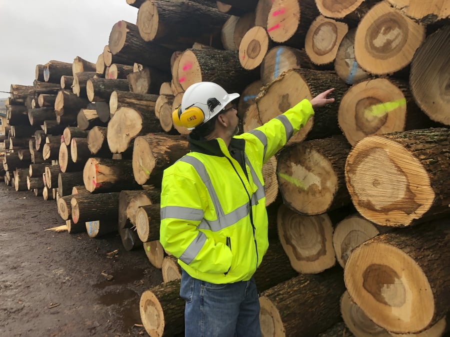 In this Feb. 7, 2019 photo, Tom Gerow, a general manager at The Wagner Companies, inspects ash logs at the company’s mill in Owego, New York. The emerald ash borer is decimating ash trees in dozens of states and loggers are harvesting the popular wood while it’s still available.
