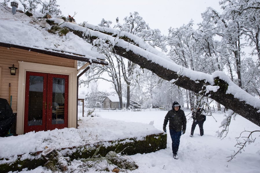 Bobby Roberts walks under tree that fell on a house on North 6th Street in Creswell, Ore., Monday, Feb. 25, 2019, after a heavy snow blanketed the Willamette Valley. He and a group of other volunteers were helping to remove the tree for the owner who was out of town when the storm hit.