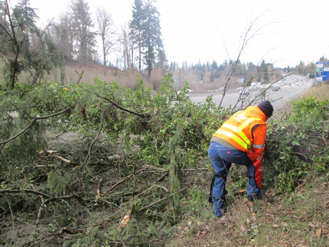 Crews work to remove a downed tree on northbound Interstate 5 Tuesday afternoon in Salmon Creek. Traffic backed up miles south for roughly 40 minutes until the tree was cleared.