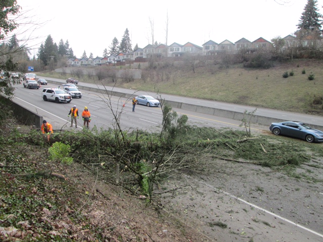 Crews work to remove a downed tree on northbound Interstate 5 Tuesday afternoon in Salmon Creek. Traffic backed up miles south for roughly 40 minutes until the tree was cleared.