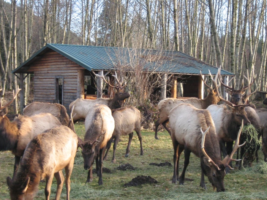 Elk graze at the Eco Resort near Toutle during better years before the outbreak of Treponeme-Associated Hoof Disease decimated the herd. The Toutle River Valley is ground zero for an outbreak that has spread across much of Washington, and been detected in Oregon and Idaho.