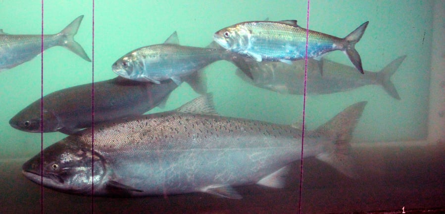 A sockeye salmon, left, swims pass a chinook salmon, center front, and shad, above, at the fish counting window on June 27, 2012, at the Bonneville Dam near Cascade Locks, Ore.