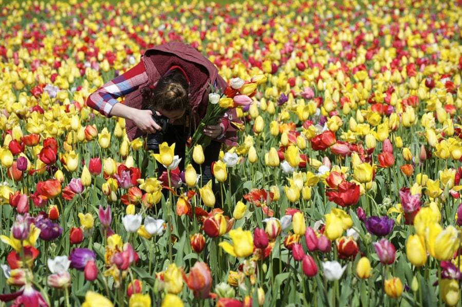 Abby Olander, 20, photographs tulips at Holland America Bulb Farms, Monday, April 6, 2015.(Steven Lane/The Columbian)