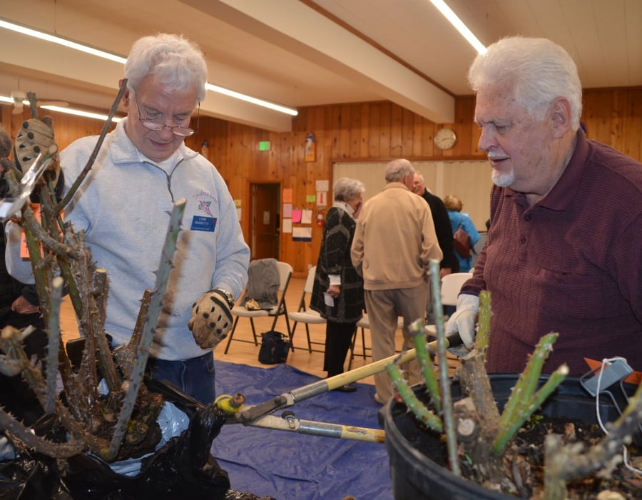 Shumway: Fort Vancouver Rose Society members Louis Rossetto, left, and Jim Swenson prune roses before they can be taken home by the winning bidders at the society’s annual auction.