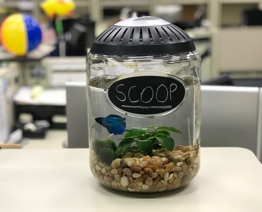 Some of The Columbian’s newsroom colorful clutter includes Scoop the betta fish.